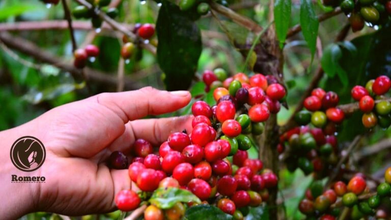 Honduranischer Kaffee in bester Qualität