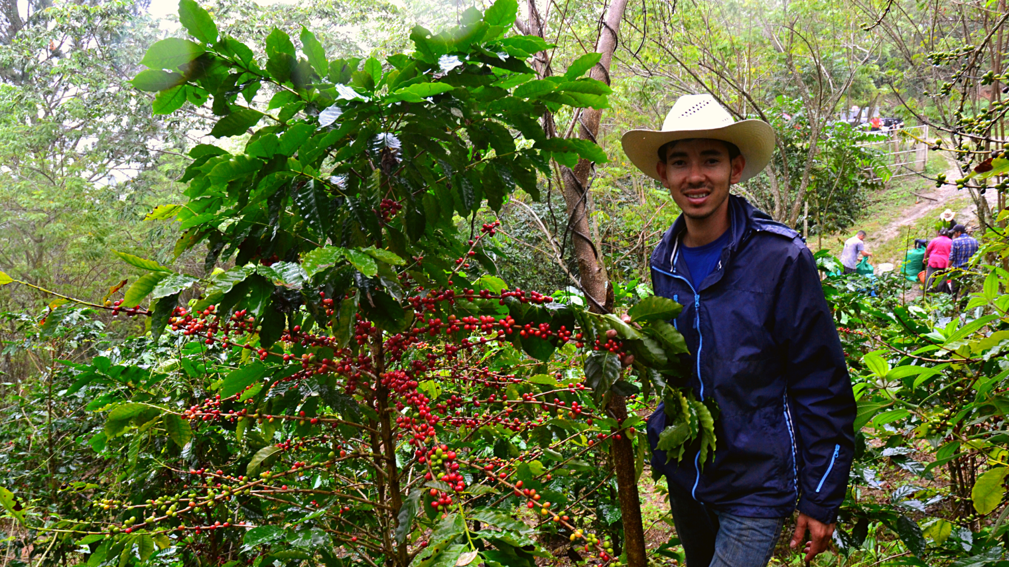 kaffee aus Honduras