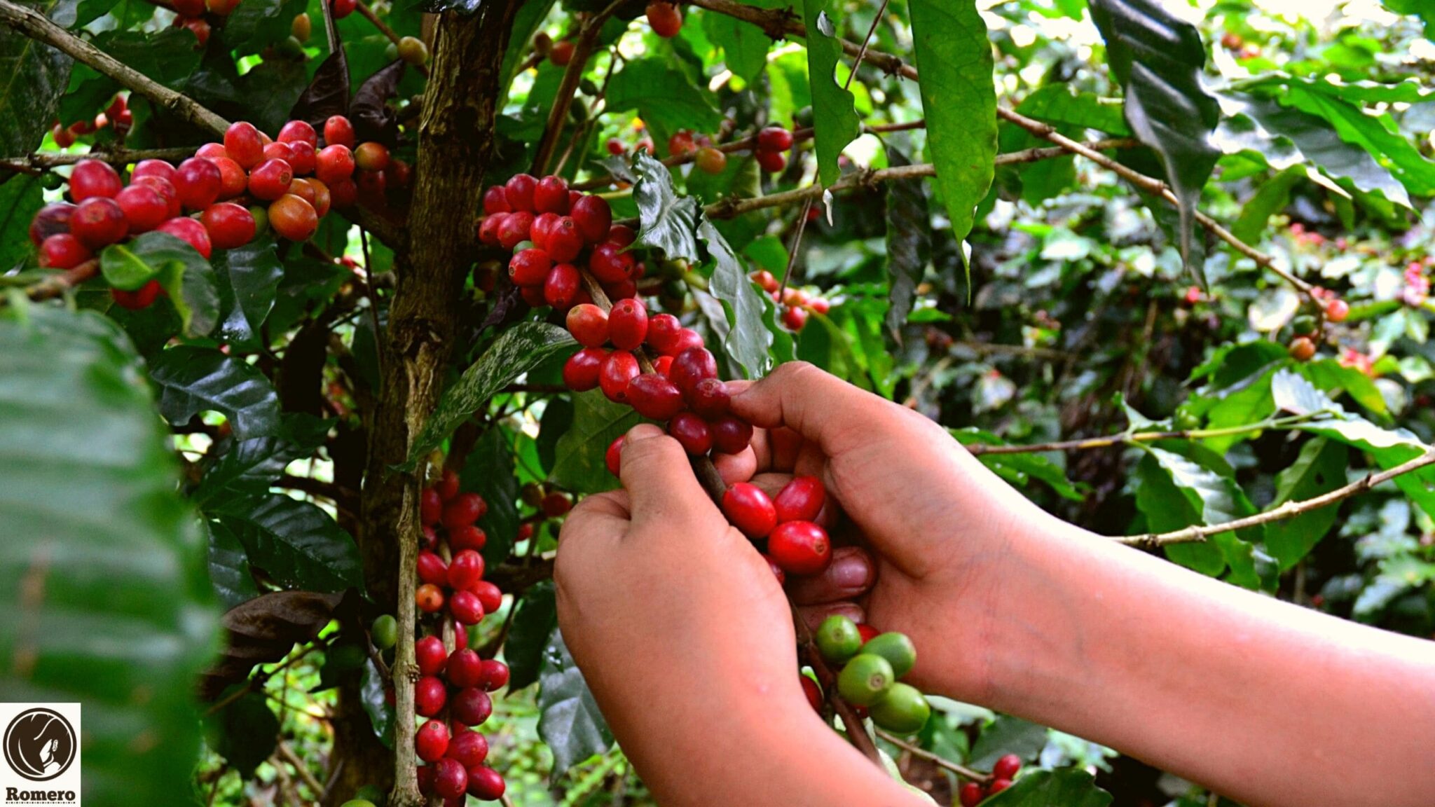Honduranischer Kaffee in bester Qualität