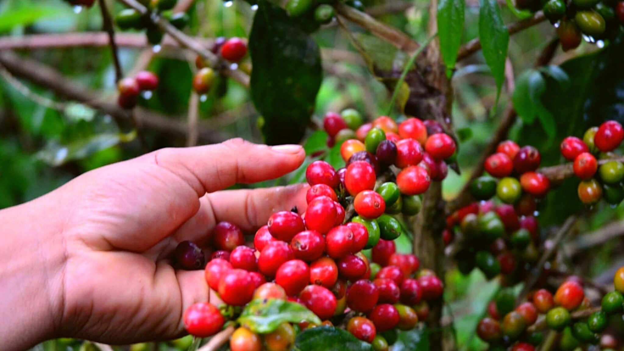 kaffee aus Honduras