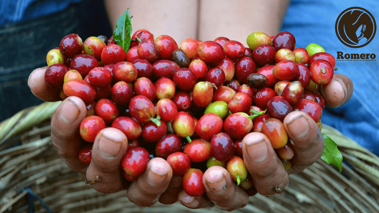 Honduranischer Kaffee in bester Qualität Familien Betrieb